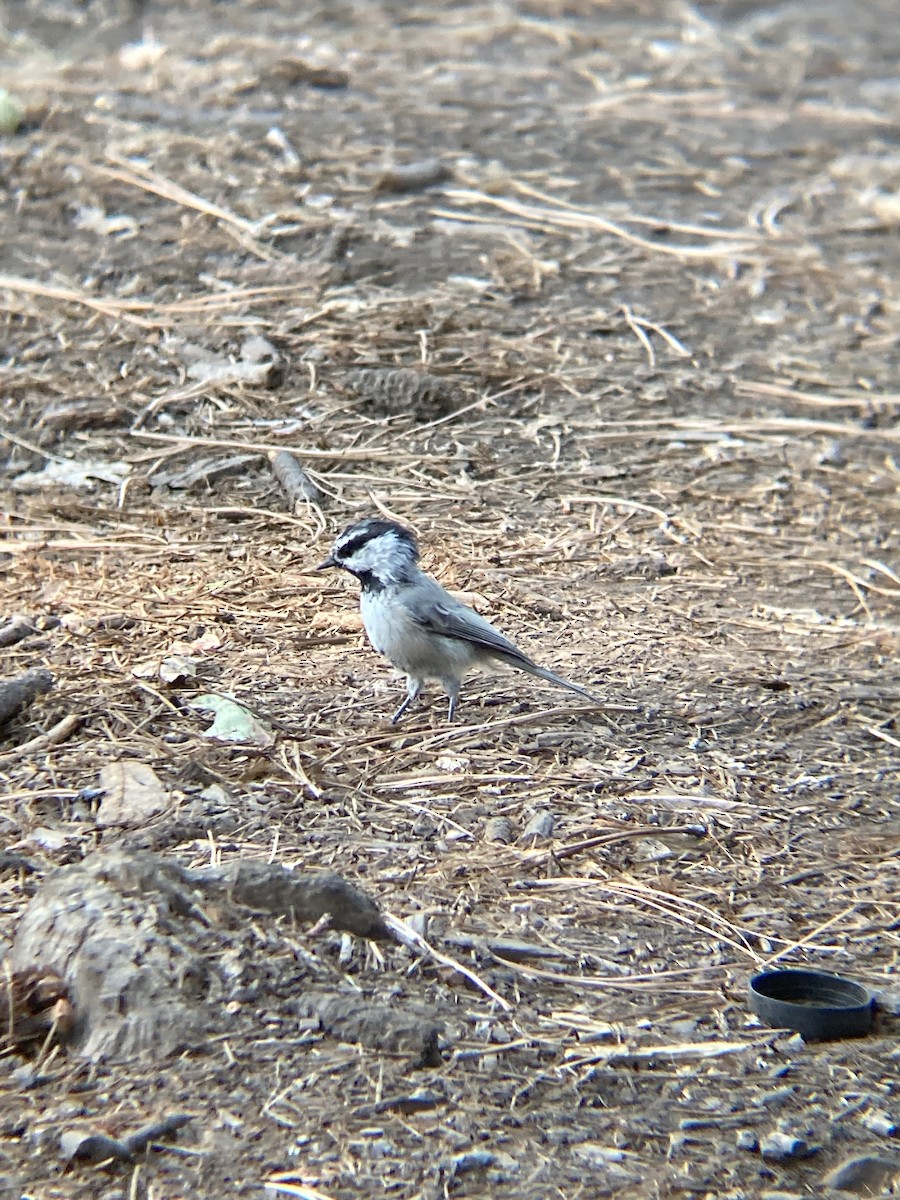 Mountain Chickadee - ML256721281