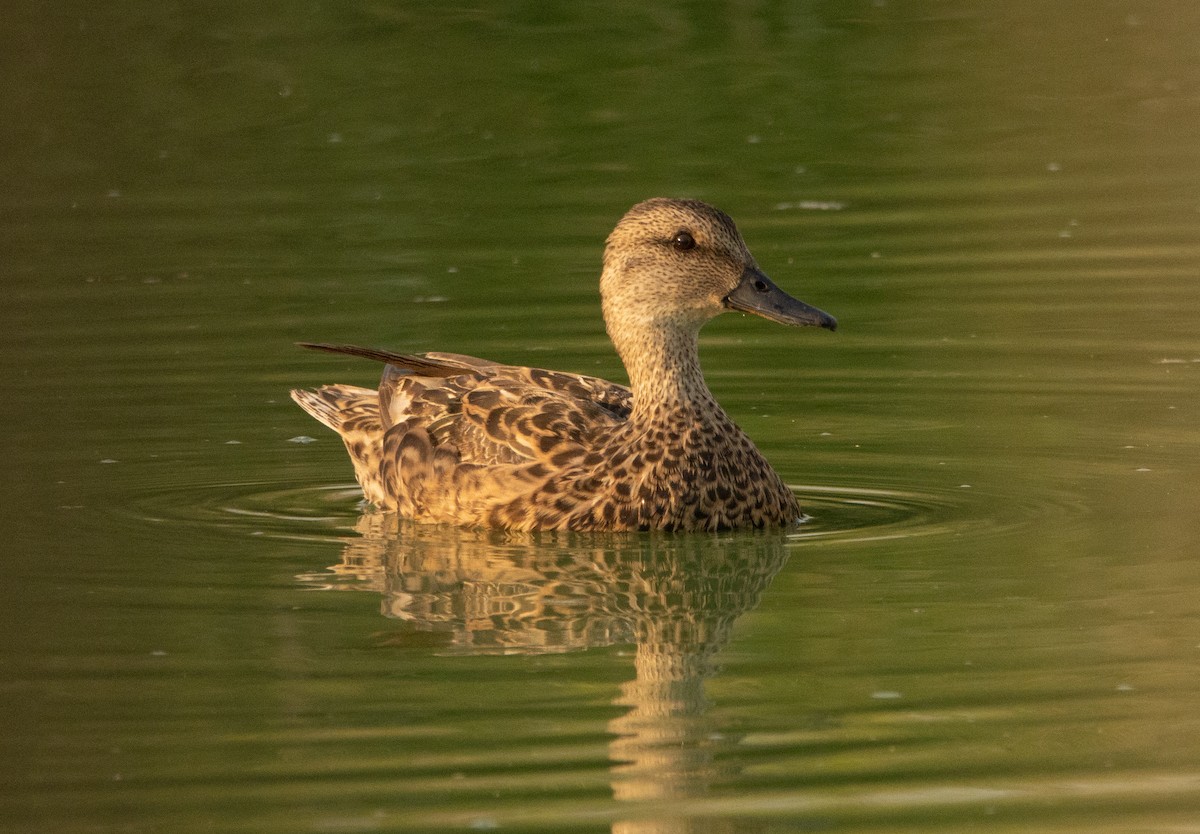 Gadwall - ML256721571