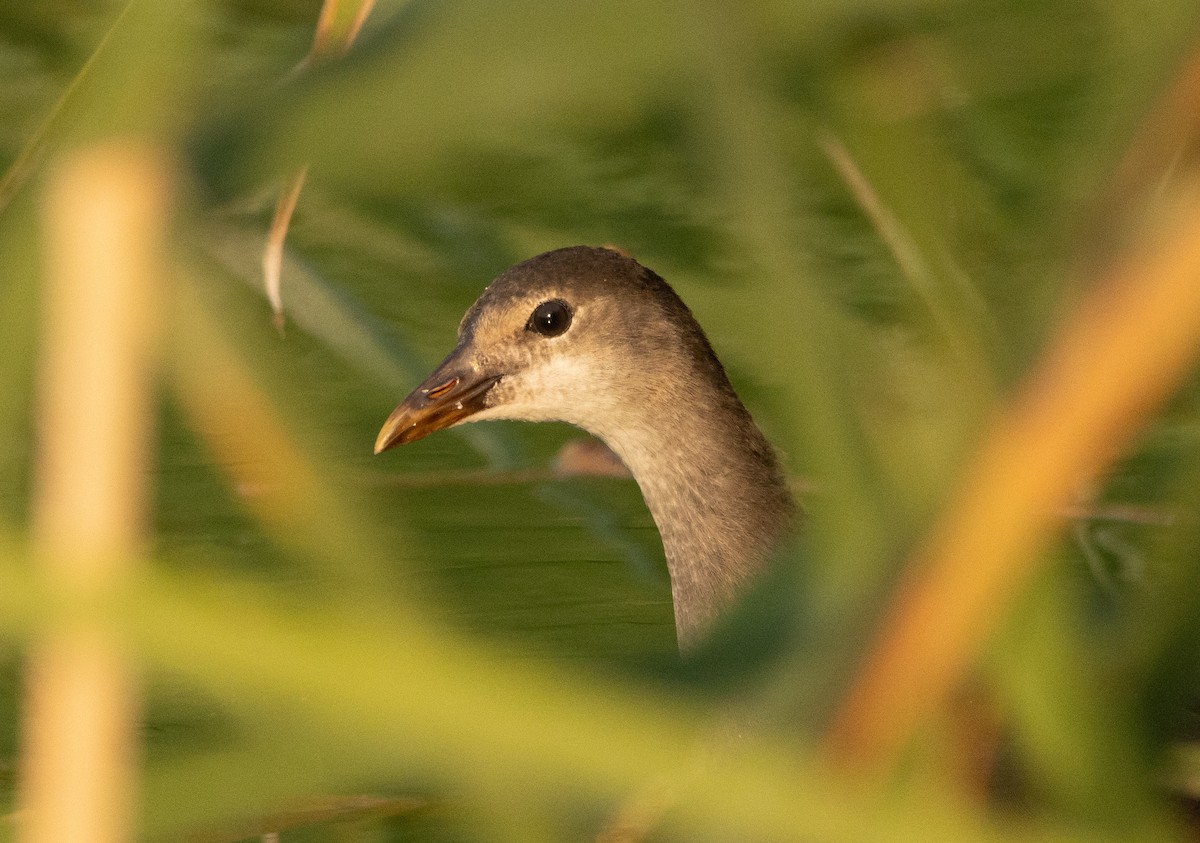 Gallinule d'Amérique - ML256722341