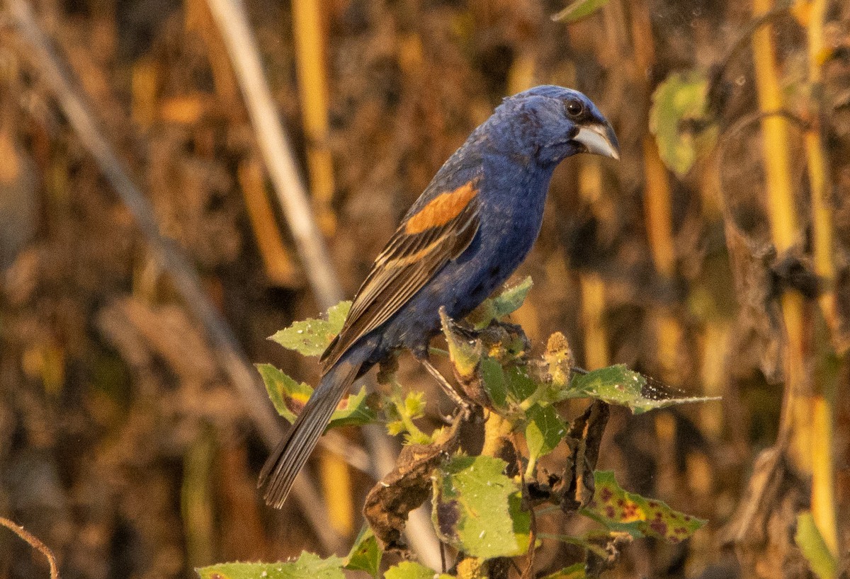 Blue Grosbeak - ML256722891