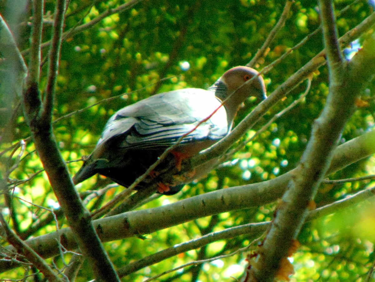 Chilean Pigeon - ML256723421