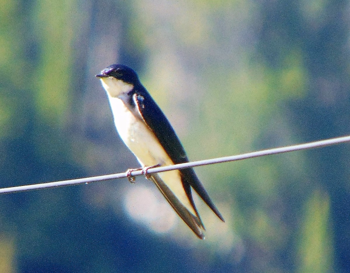 Chilean Swallow - Daniel Camacho