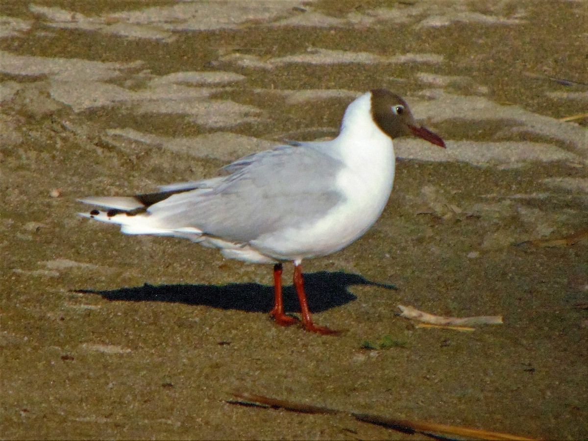 Brown-hooded Gull - ML256726231