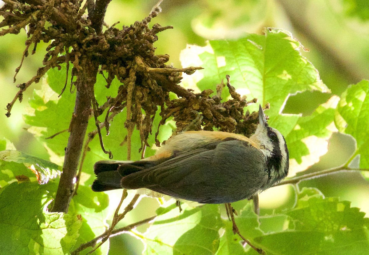 ムネアカゴジュウカラ - ML256726811