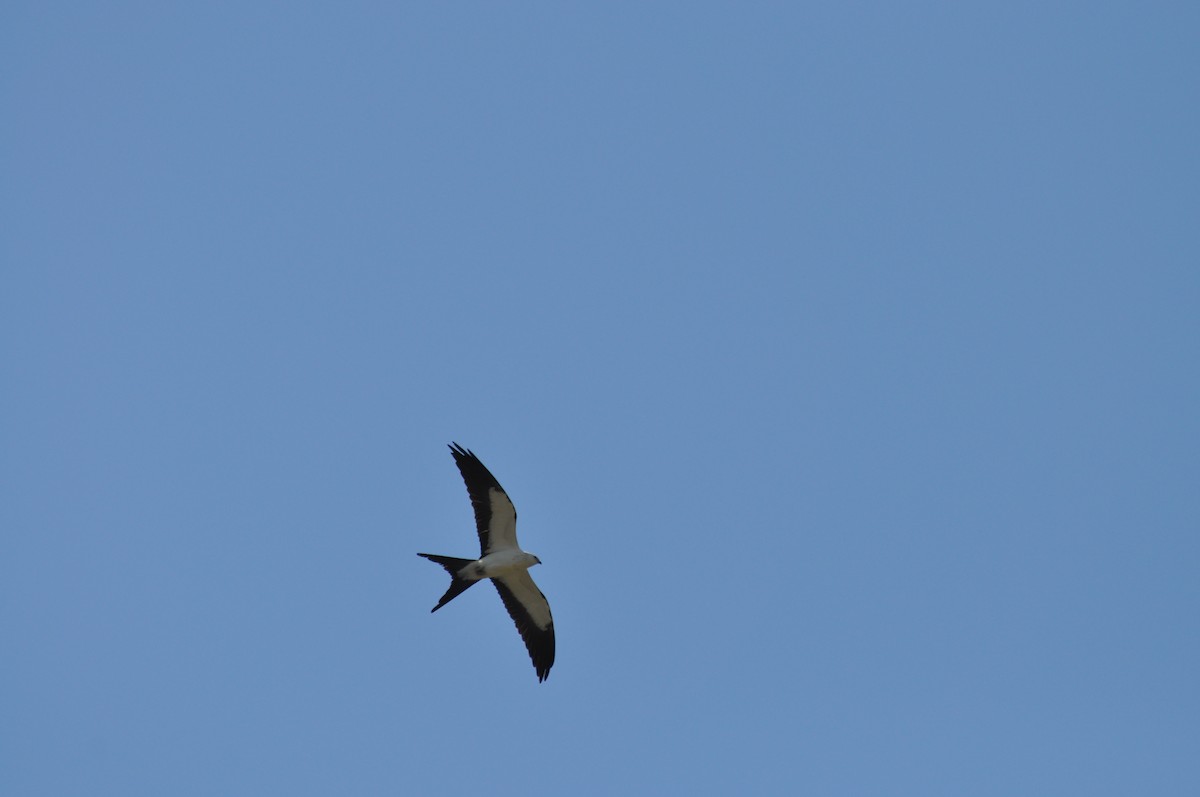 Swallow-tailed Kite - ML256731951