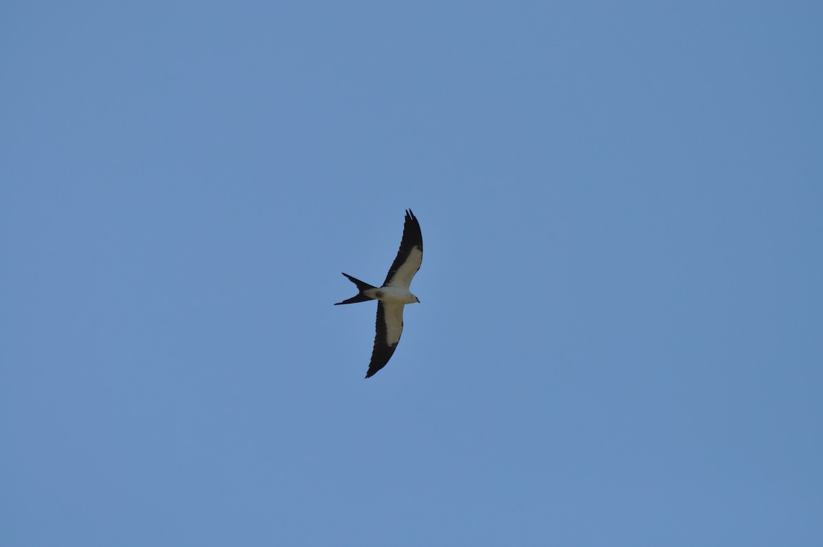 Swallow-tailed Kite - ML256731981