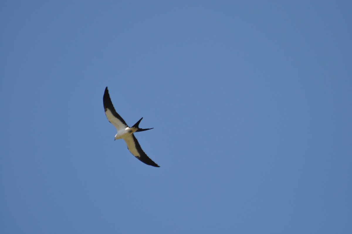 Swallow-tailed Kite - ML256732641