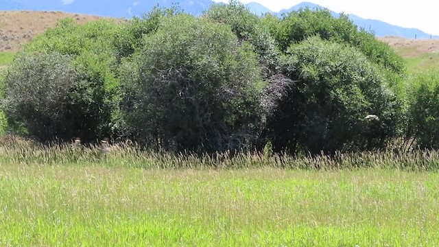 תחמס אמריקני - ML256733961