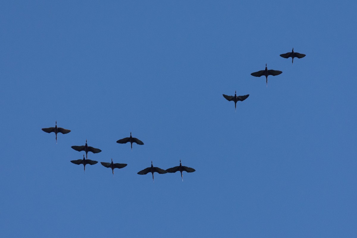 White-faced Ibis - ML256734651