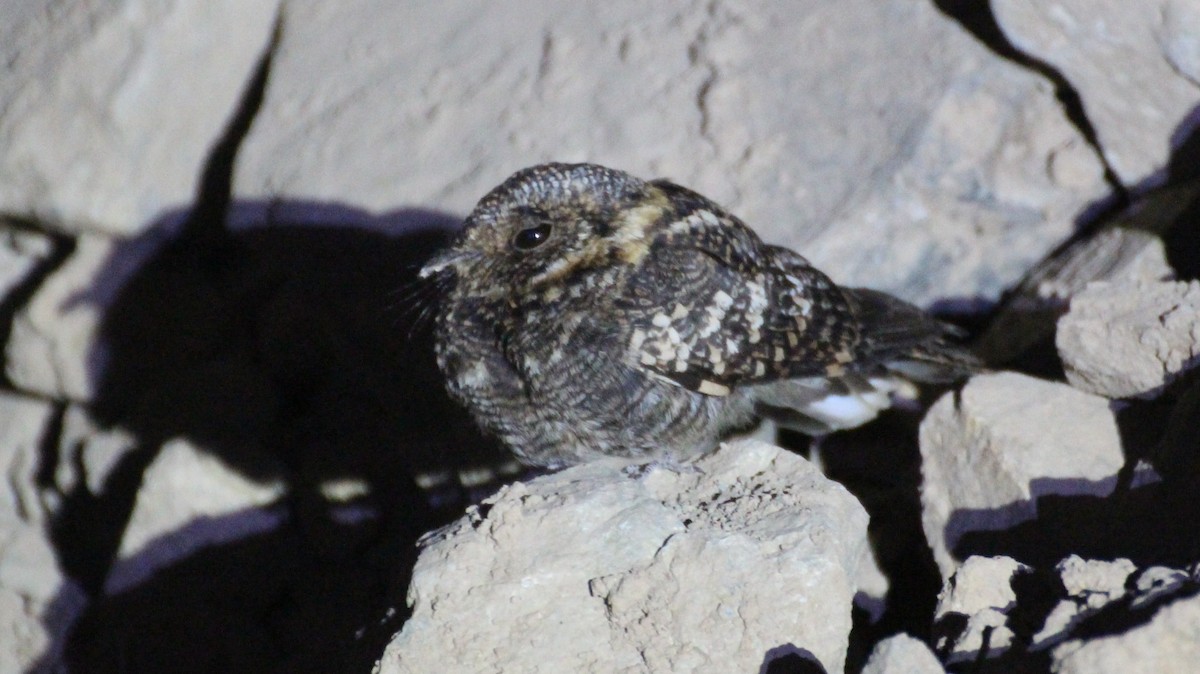 Band-winged Nightjar - ML256735281