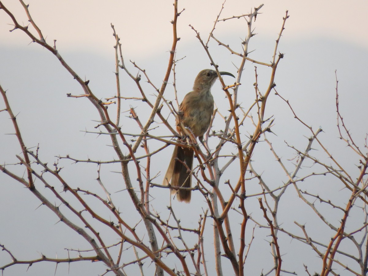 LeConte's Thrasher - Robert Theriault