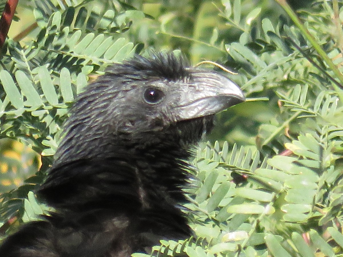 Groove-billed Ani - ML256736061