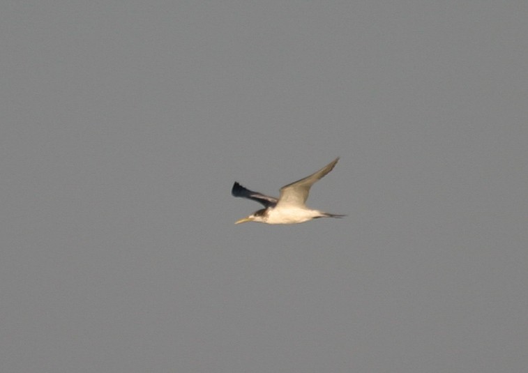 Great Crested Tern - ML256736321