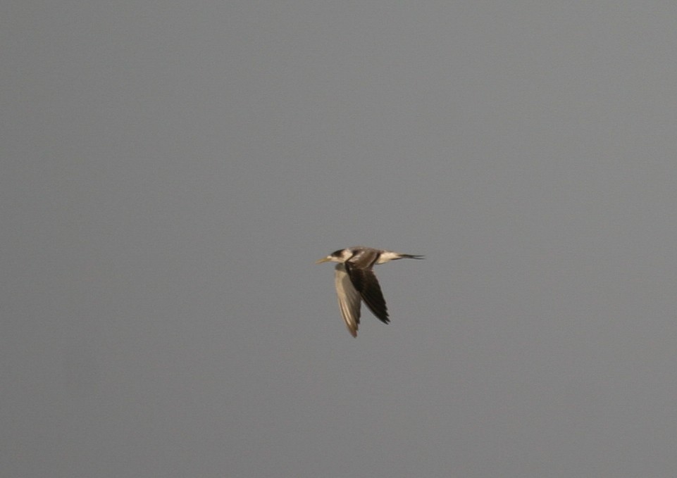 Great Crested Tern - ML256736331