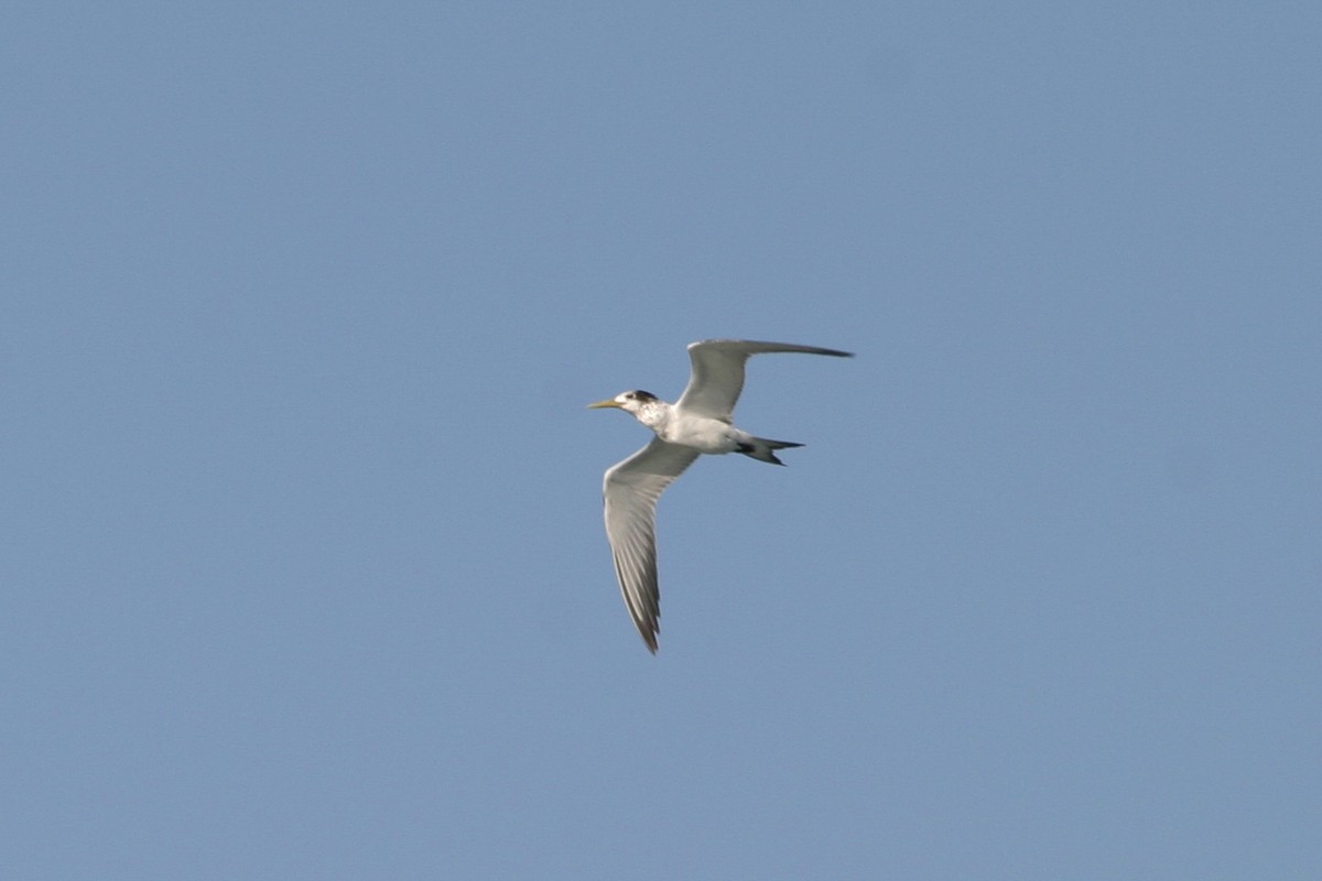 Great Crested Tern - ML256736371
