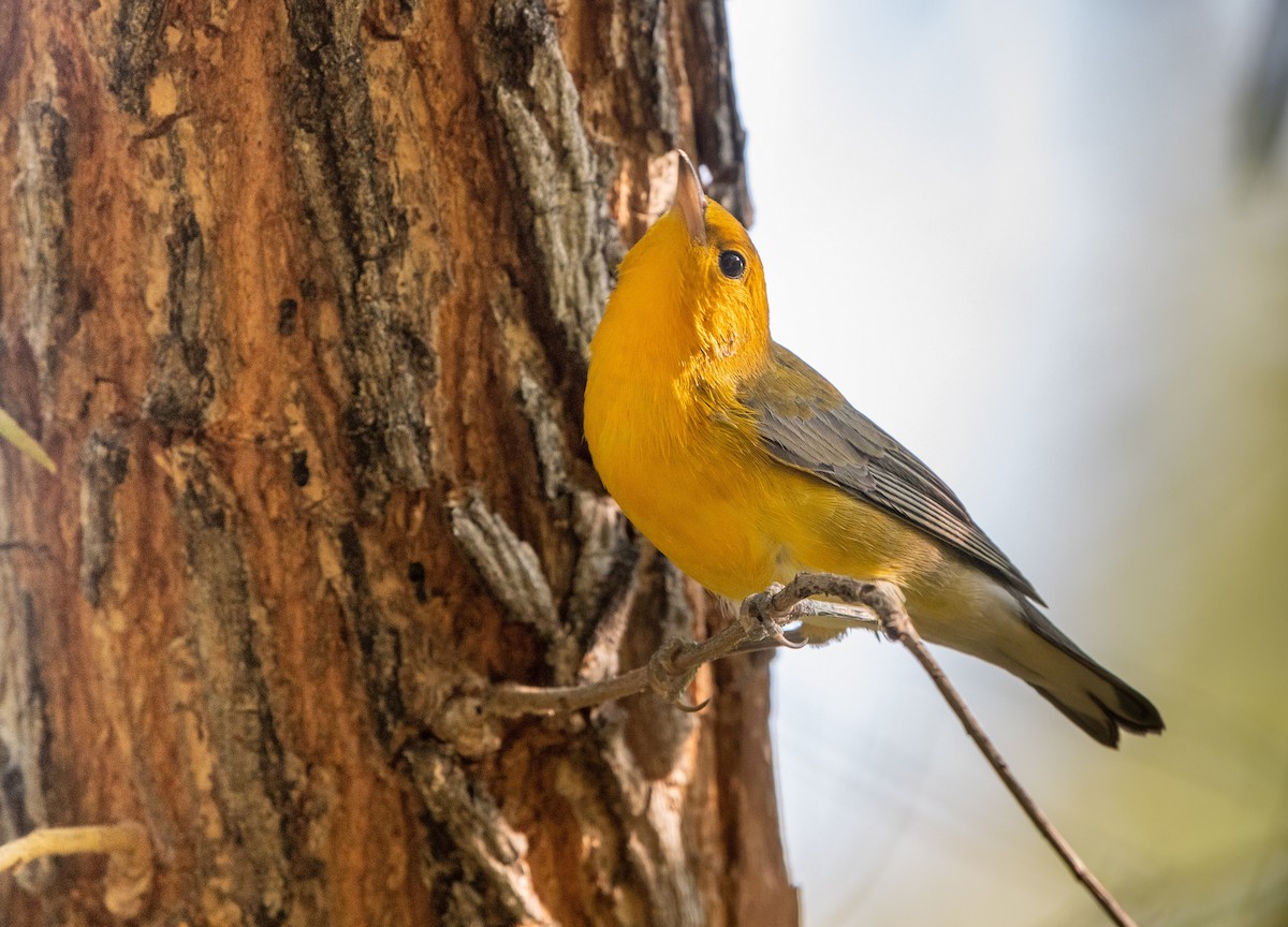 Prothonotary Warbler - ML256736451