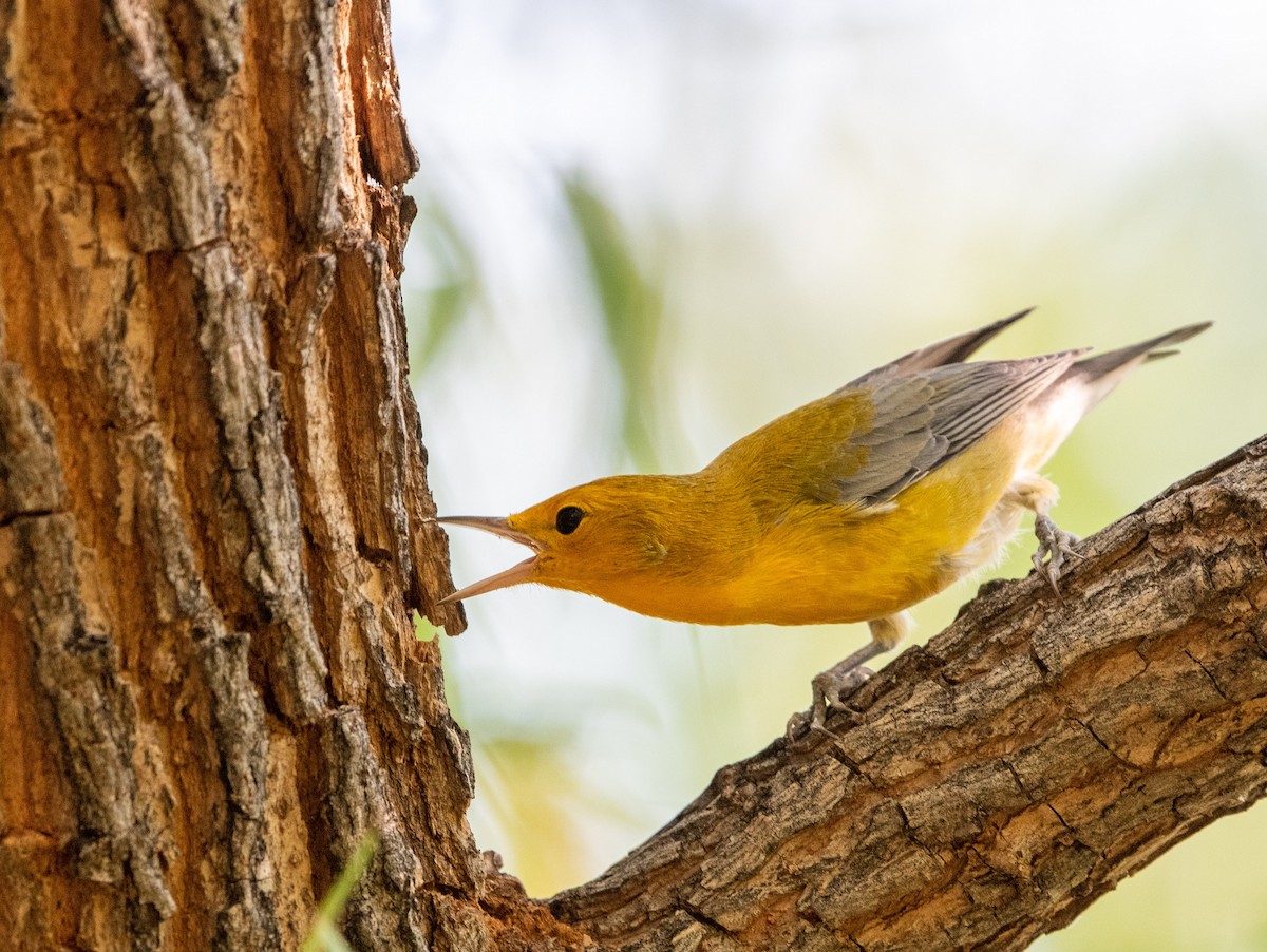 Prothonotary Warbler - ML256736491