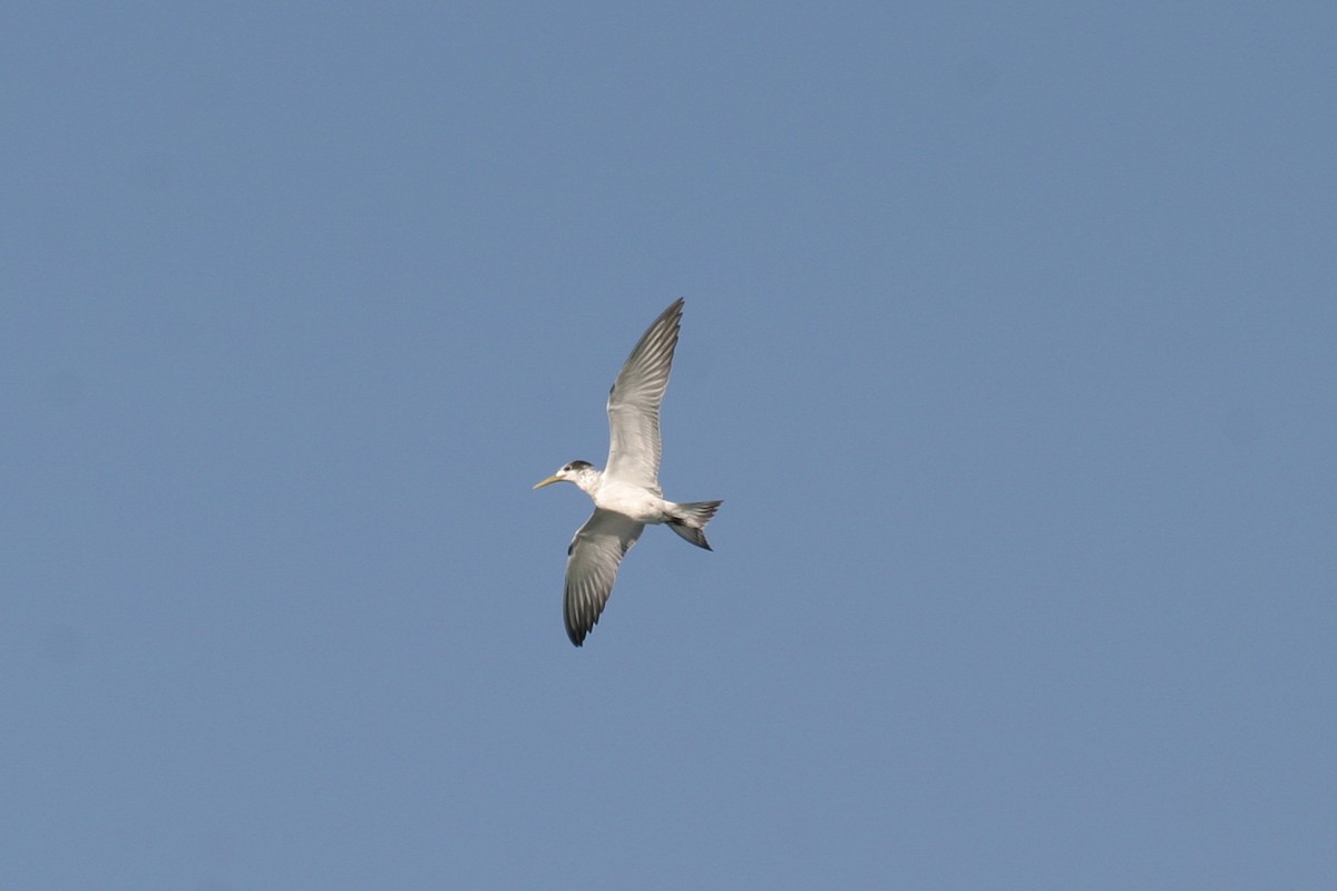 Great Crested Tern - ML256736501