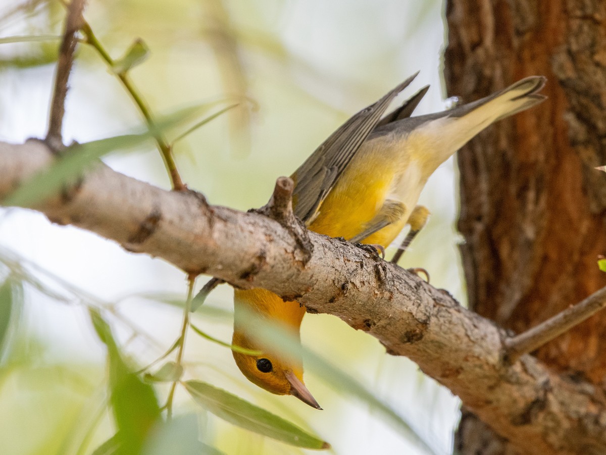 Prothonotary Warbler - ML256736511