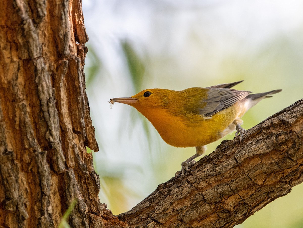 Prothonotary Warbler - ML256736561