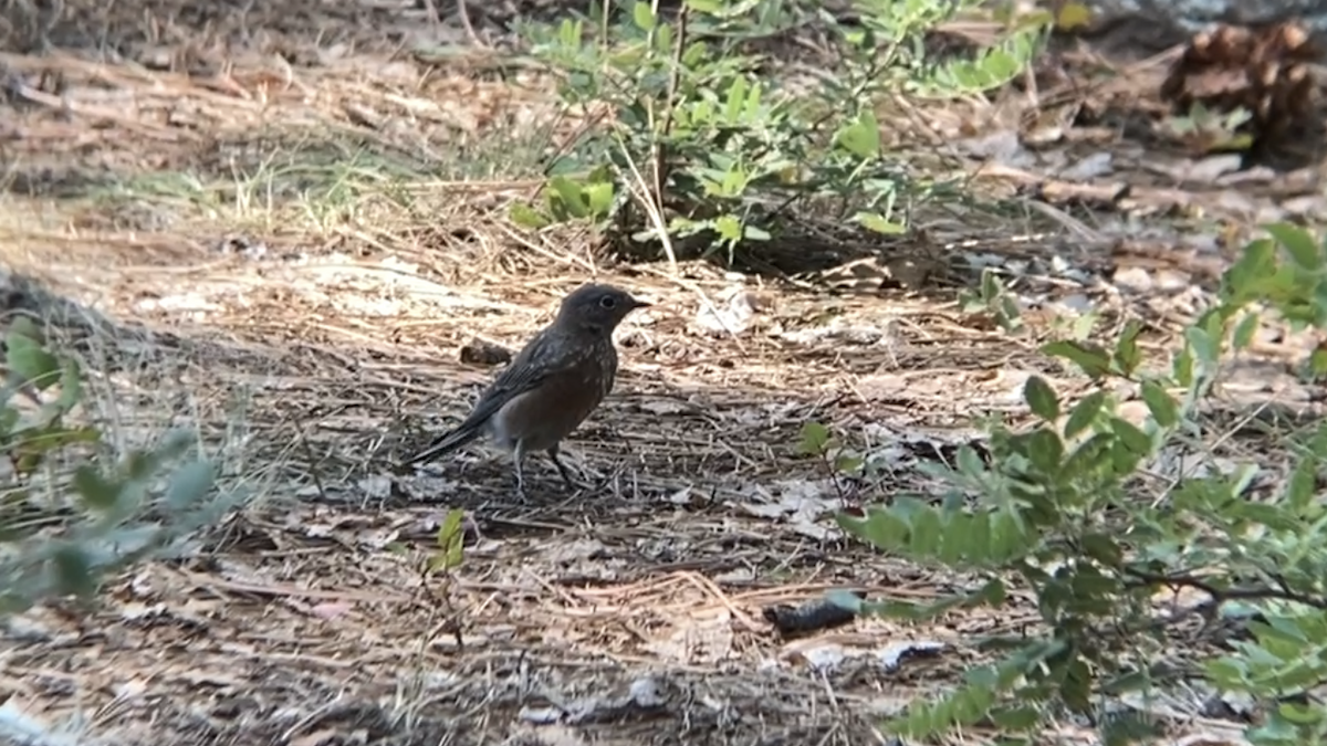 Western Bluebird - ML256736971