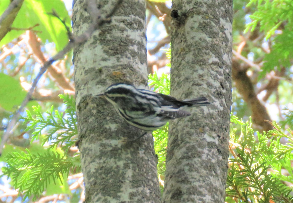 Black-and-white Warbler - ML256737221
