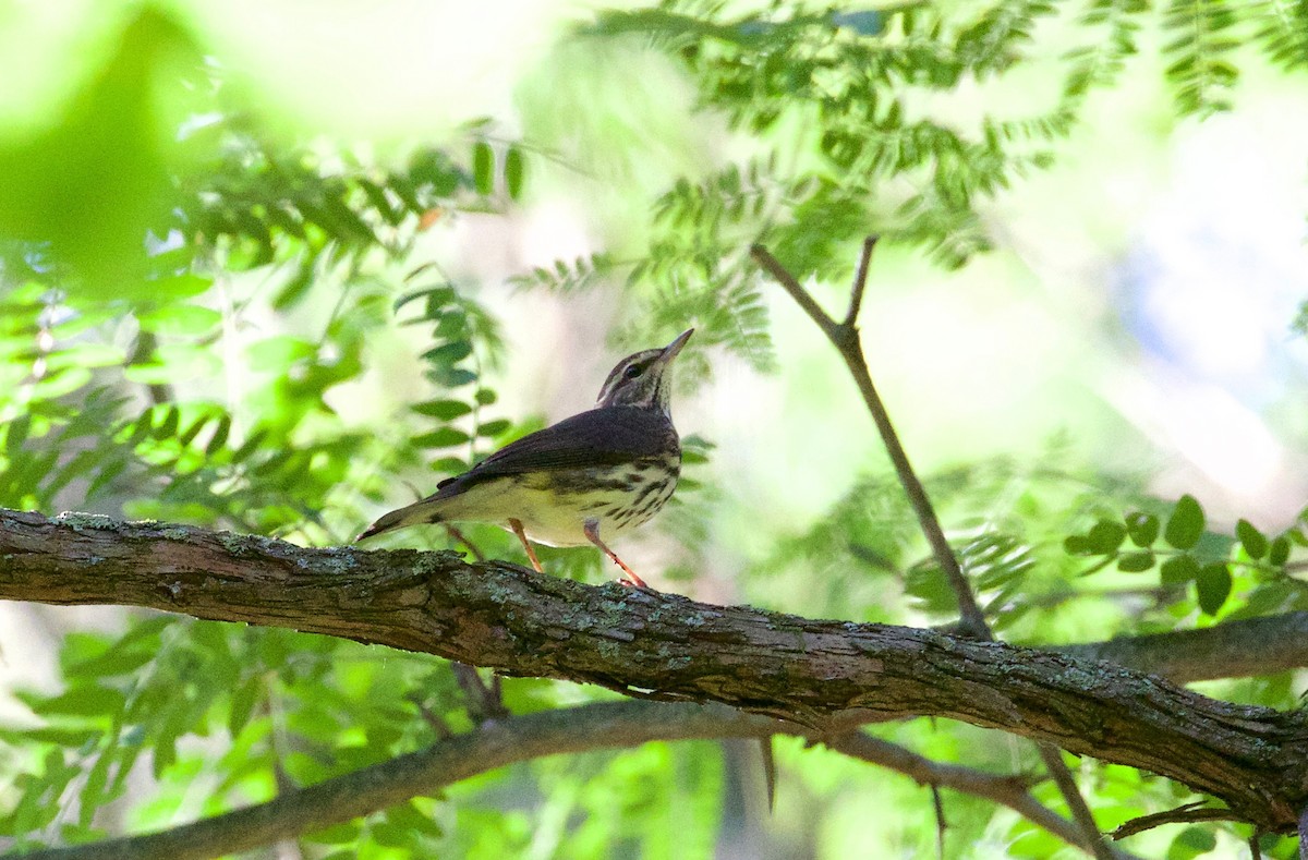 Northern Waterthrush - ML256738041