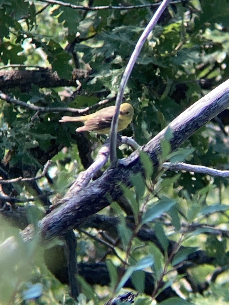 passerine sp. - ML256738141