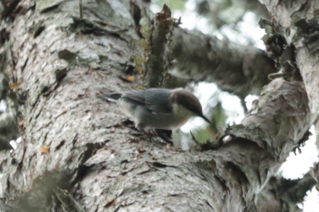 Brown-headed Nuthatch - ML256739261