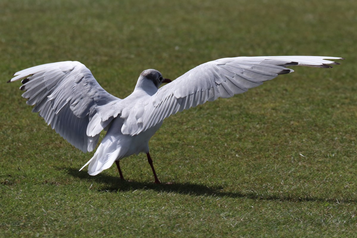 Black-headed Gull - ML256741211