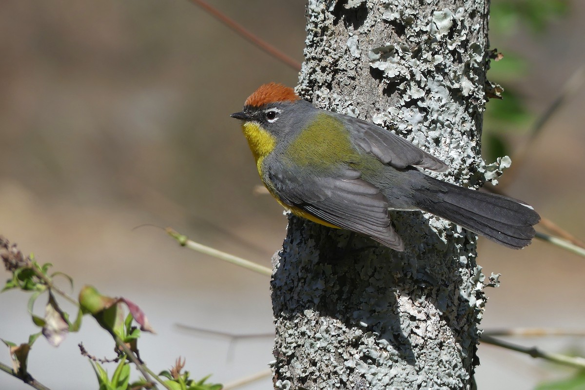 Braunkappen-Waldsänger - ML256742721