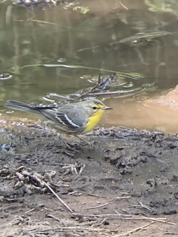 Grace's Warbler - ML256742811