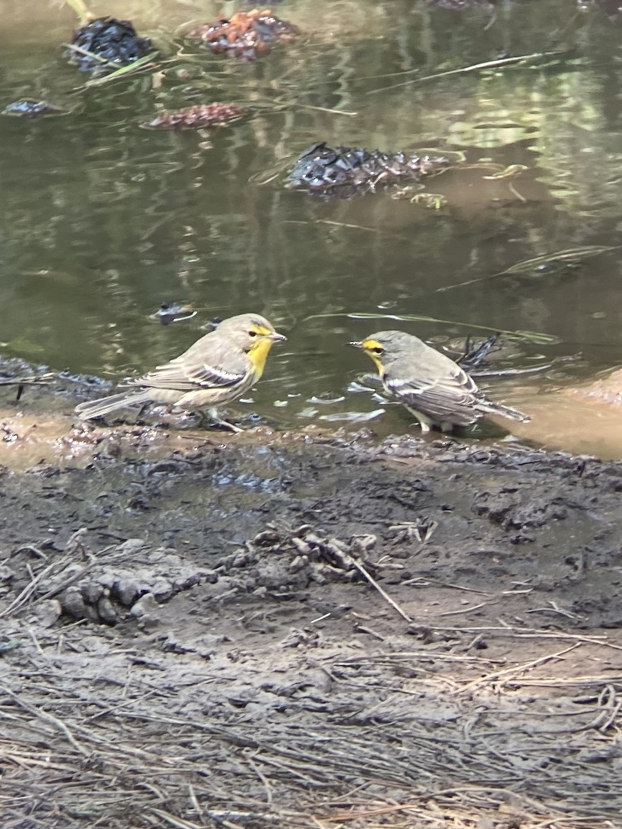 Grace's Warbler - ML256742821