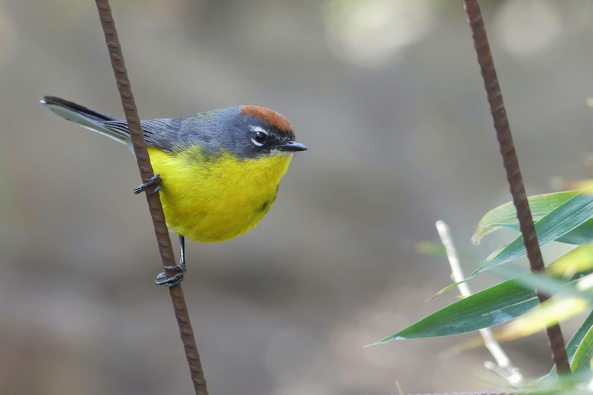 Brown-capped Redstart - Jorge  Quiroga