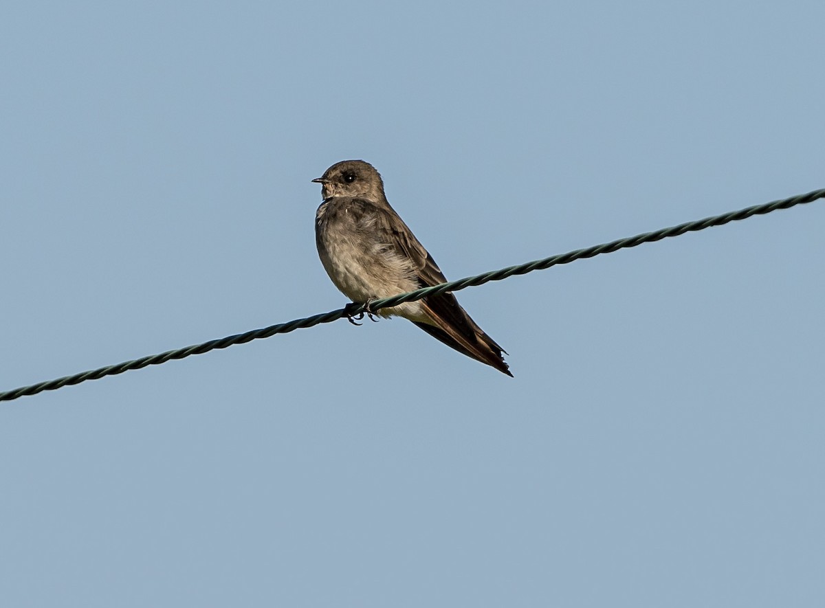 Northern Rough-winged Swallow - ML256745801