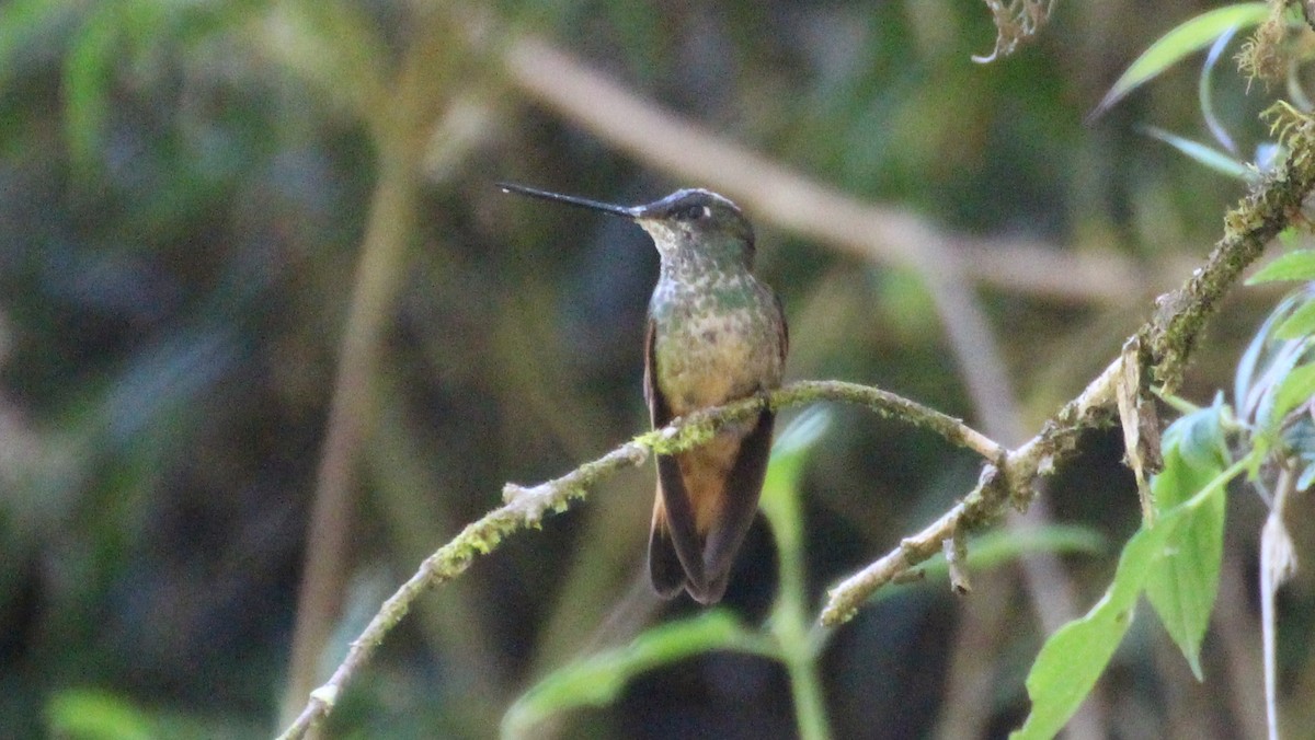 Violet-throated Starfrontlet (Huanuco) - ML256747321