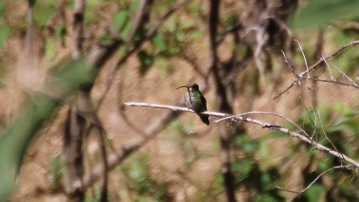 kolibřík aksamitový - ML256747331