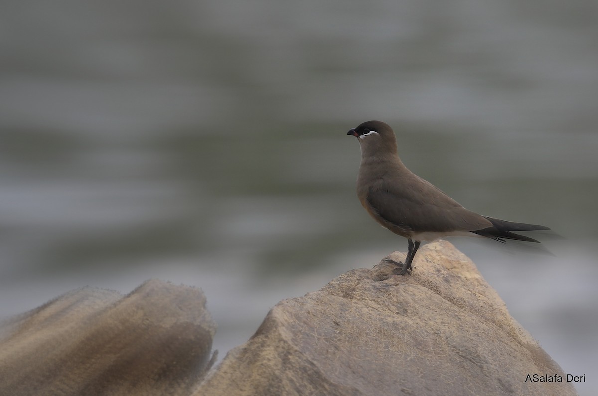 Madagascar Pratincole - Fanis Theofanopoulos (ASalafa Deri)