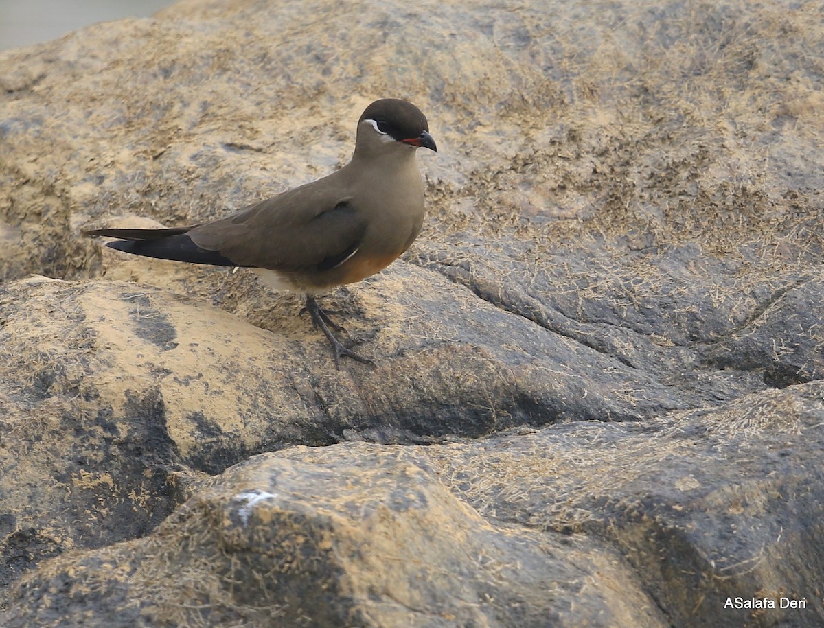 Madagascar Pratincole - Fanis Theofanopoulos (ASalafa Deri)