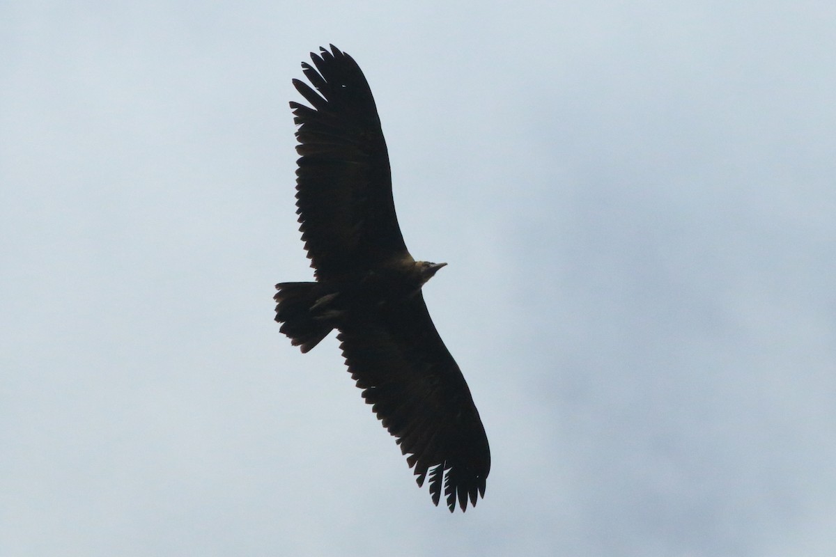 Hooded Vulture - ML256752271