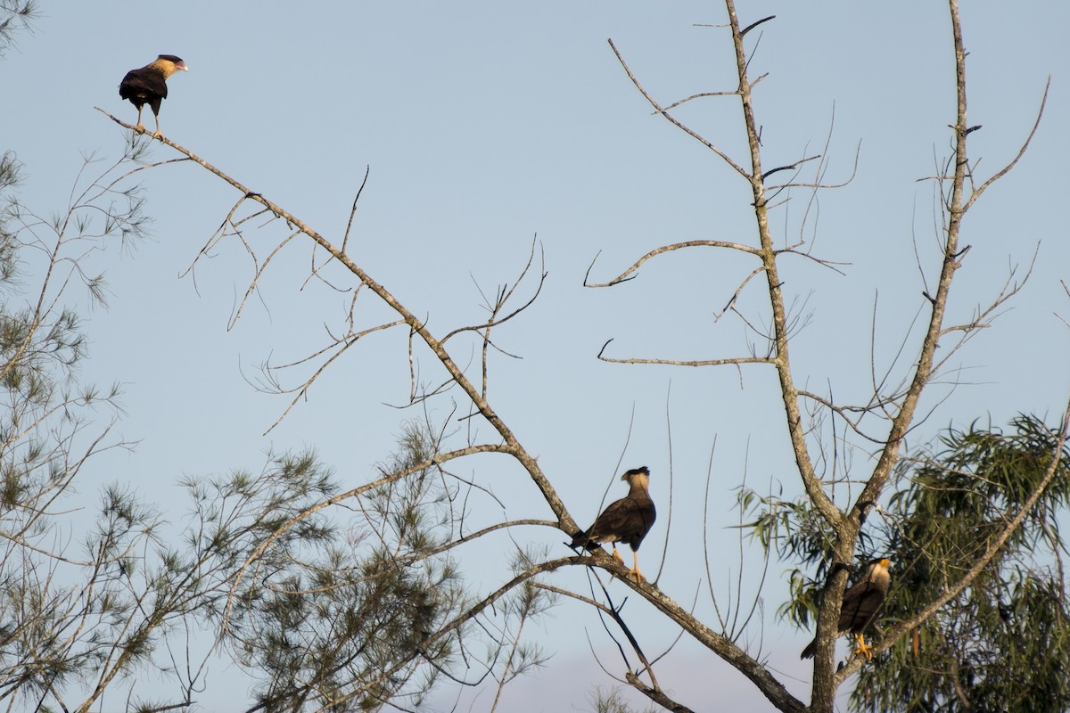 Crested Caracara (Southern) - ML256753021
