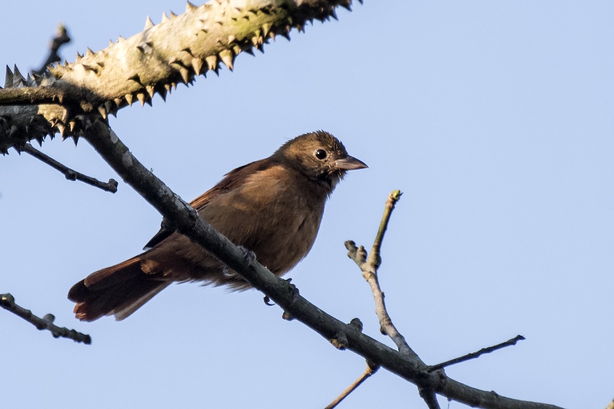 Ruby-crowned Tanager - ML256753201