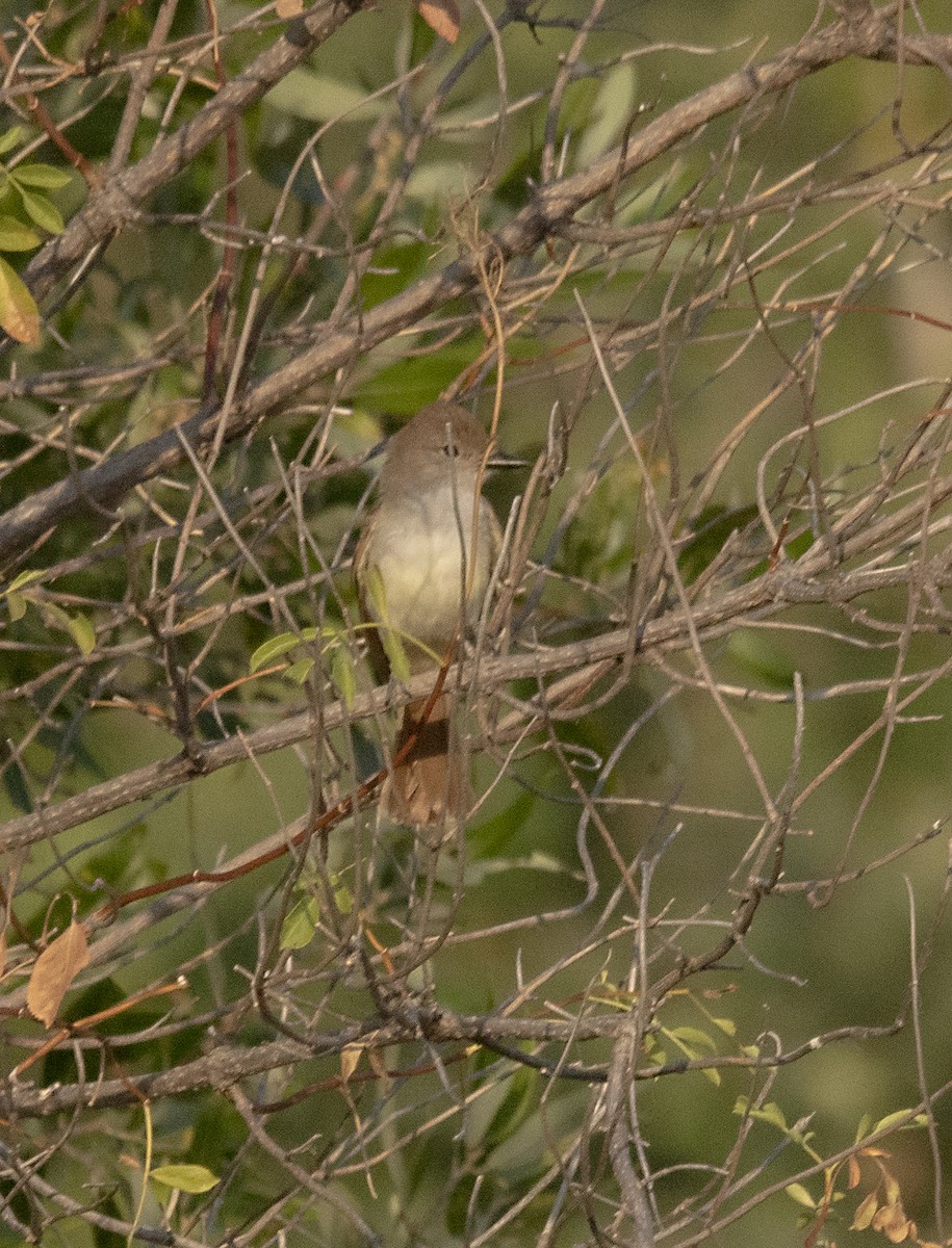 Ash-throated Flycatcher - Terry  Hurst