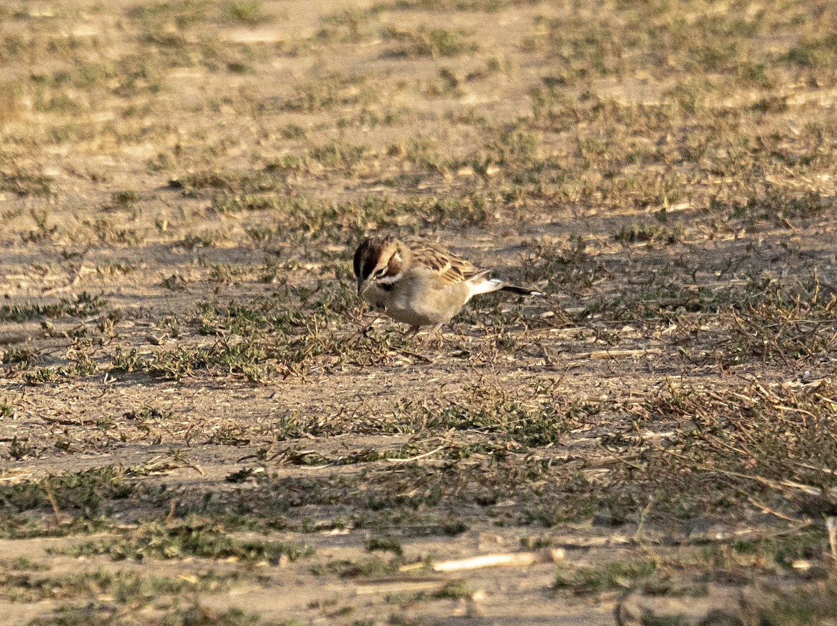 Chingolo Arlequín - ML256754011