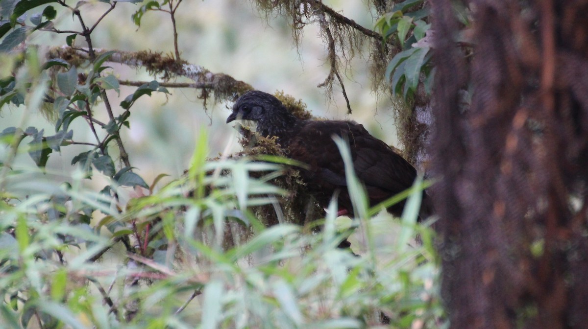 Andean Guan - ML256754611