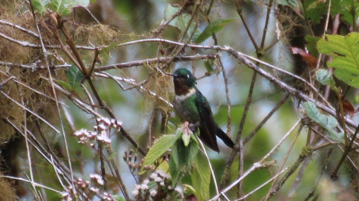 Amethyst-throated Sunangel - Mathieu Franzkeit