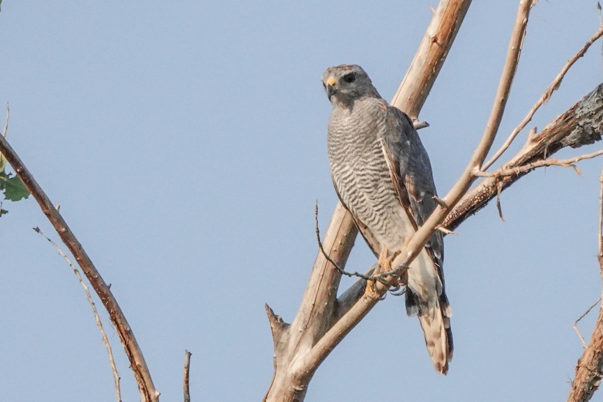 Gray Hawk - Linda McNulty