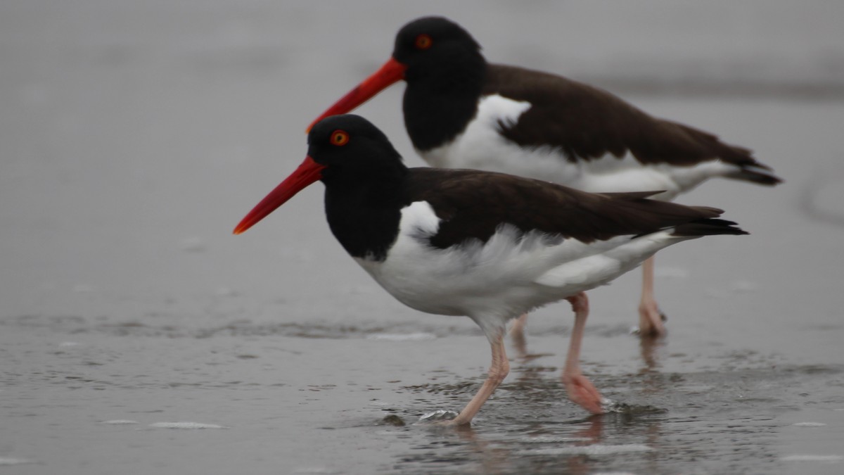 American Oystercatcher - ML256756621