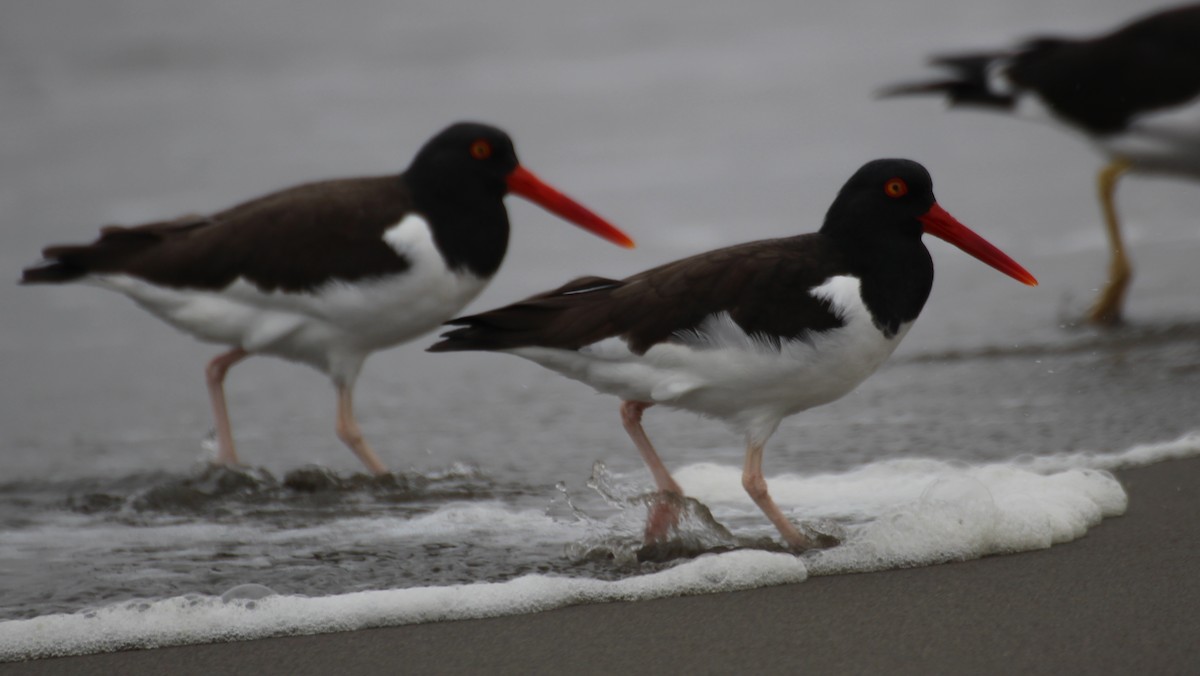 American Oystercatcher - ML256756631