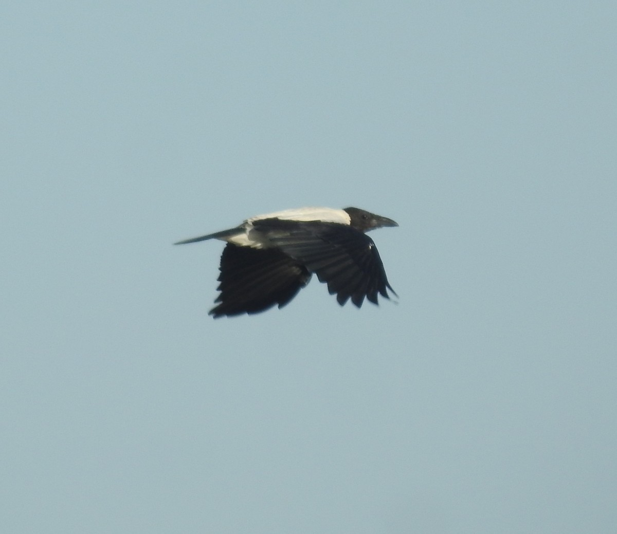 Hooded Crow (Mesopotamian) - ML256756891